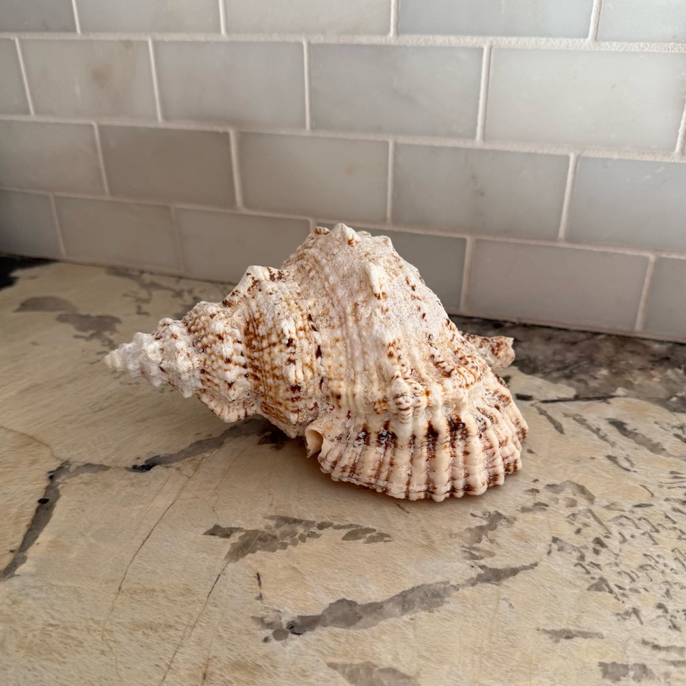 Natural Large Conch Schell